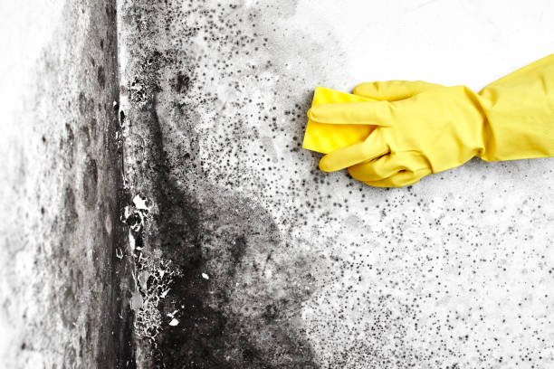 Best Crawl Space Mold Removal  in Red Lion, PA
