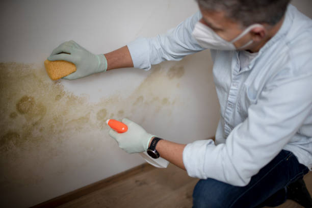 Best Attic Mold Removal  in Red Lion, PA