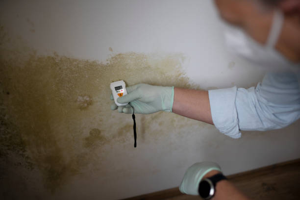 Best Mold Remediation  in Red Lion, PA