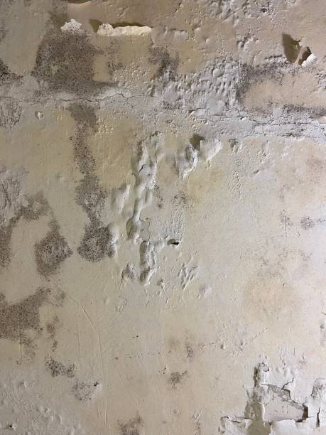Best Mold Damage Repair  in Red Lion, PA