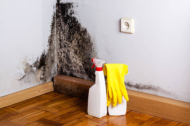 Mold Removal Process in Red Lion, PA