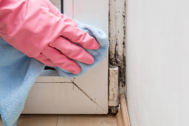 Best Emergency Mold Removal  in Red Lion, PA