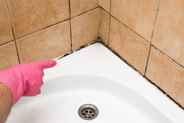 Best Local Mold Removal Service  in Red Lion, PA