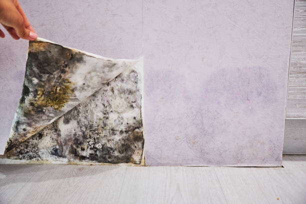 Best Certified Mold Removal  in Red Lion, PA